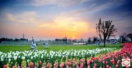 2017年10月3-6日荷蘭花海-陽澄湖大閘蟹-沙家浜-錢塘江大潮-丹頂鶴自然保護(hù)區(qū)四日游招募_旅游_網(wǎng)