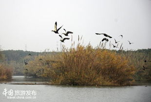 常熟味道 難忘沙家浜小鎮(zhèn)上的四妹爊雞味 圖